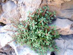 گوش موش افشان